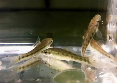 cold water algae eating fish