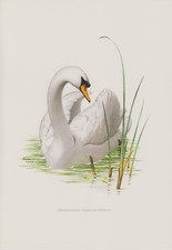 Łabędź garbowy Cygnus olor niemy łabędź druk kolorowy 1958 ornitologia