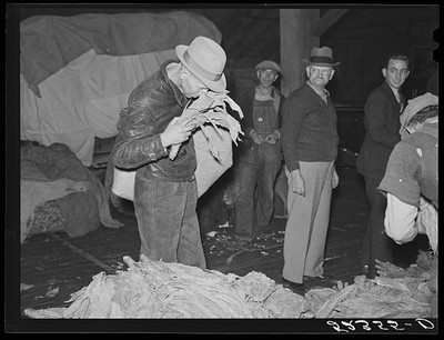 Durham North Carolina 1939 Tobacco Auction Farmer Smelling Tobacco Warehouse