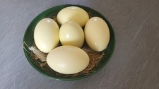 Nandu-Eier / Ostereier / Deko zu Ostern / basteln / zum bemalen mit Kinder