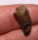 Albertosaurus Tooth - Dinosaur Fossil Judith River Formation - Cretaceous