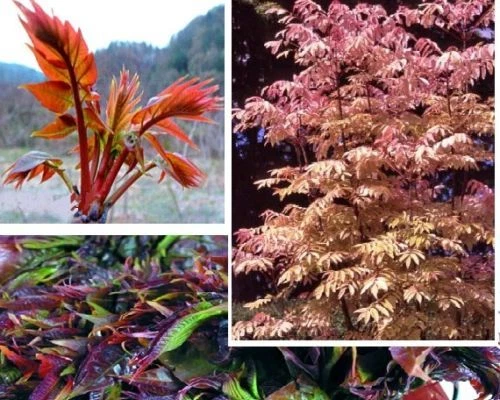 Gemüsebaum winterharte Pflanzen für den Teichrand Randbepflanzung im Gartenteich