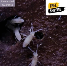 Pink Springtails – Tropical Variety – Bioactive Cleanup Crew – 8 oz