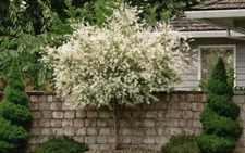 Japanese Dappled Nishiki Willow shrub/tree quart pot