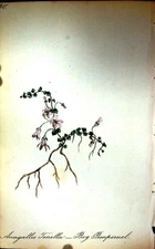 Original Old Antique Print C1880 Flowers Bog Pimpernel Anagallis Tenella Colour