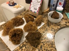 8 Pack Artist Natural Sea Sponges for Painting, Unique Art Tool for Watercolor