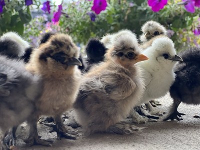 12 Silkie Showgirl Hatching Eggs - Designer Colors! Rare Quality! Ships FAST!
