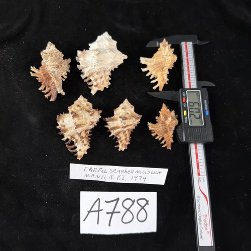 Murex Shells Lot Of 6 Carfel Shell Museum Philippines 1974 (A788)