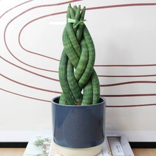 Sansevieria Twister Snake Plant in 10.5cm Pot - Live Air Purifying Indoor Plant