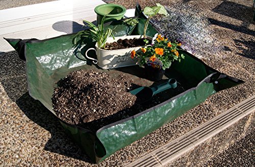 【ICHI】seed and soil Sacha Inchi Seed – Brass Roots