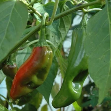 Big Jim Pepper Seeds, Mild Heat, Chili, Heirloom, Non-GMO, Free Shipping