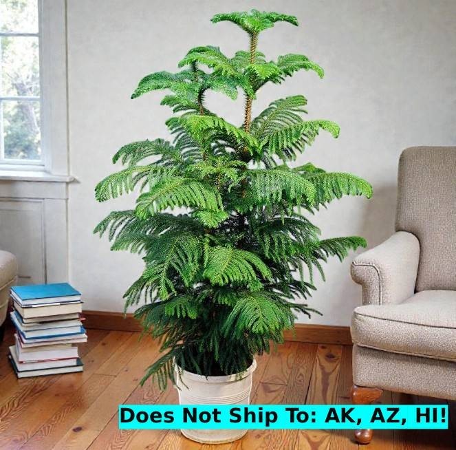 fully grown money tree Money Tree (Pachira aquatica)  Rolling Greens