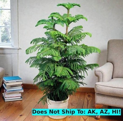 snow queen vs marble queen pothos Pothos Marble “Snow” Queen starter plant **(ALL plants require you to –  GoldenGreeneryCo