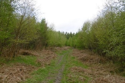 Foto 6x4 Pfad, Lower Evens Ludlow Tauchhang von Maryknoll.  Last mature c c2017