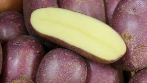 jersey royal seed potatoes for sale