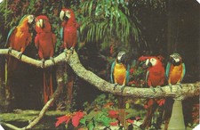 Vintage Florida Chrome Postcard Parrot Jungle She Blushed Red Macaws