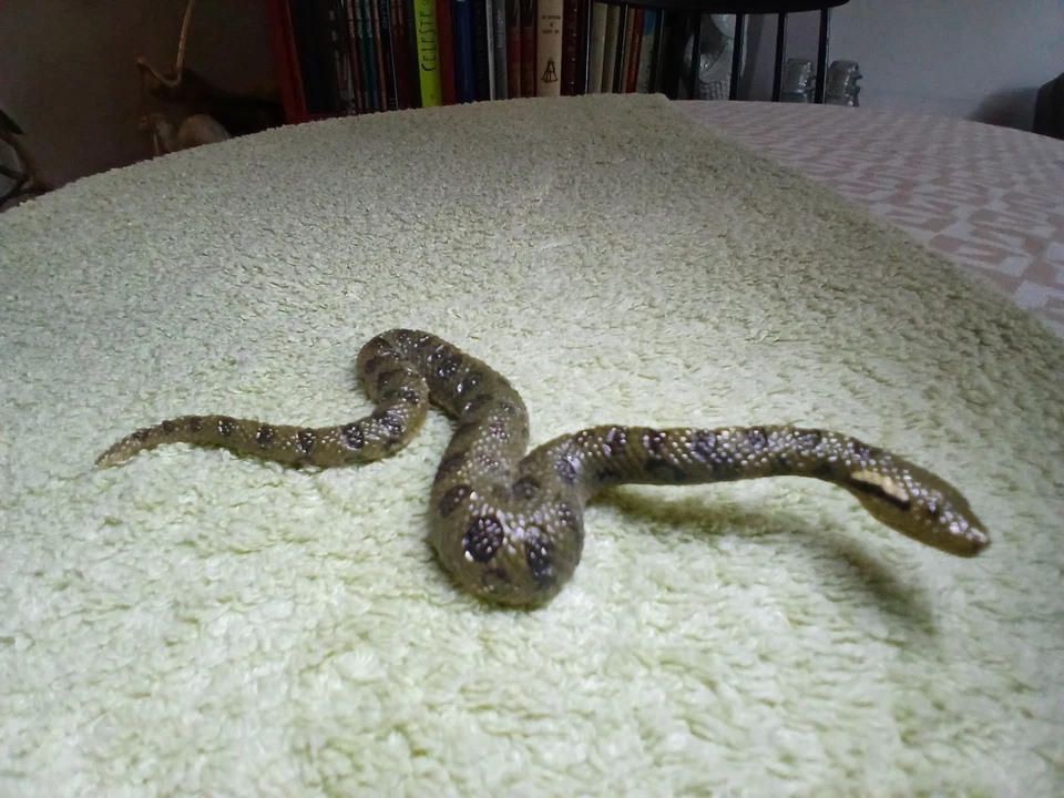 Vie sauvage Wild Life SCHLEICH 2016 - Serpent python ou boa - Photo 3/4