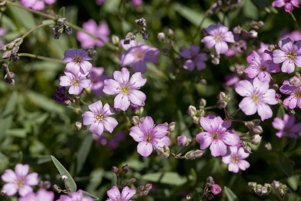 Gypsophila repens 'Rosea', Teppich-Schleierkraut, rosa, ca. 9x9 cm Topf - Bild 3 von 4