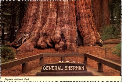Sequoia National Park California General Sherman Tree Continental Postcard A477