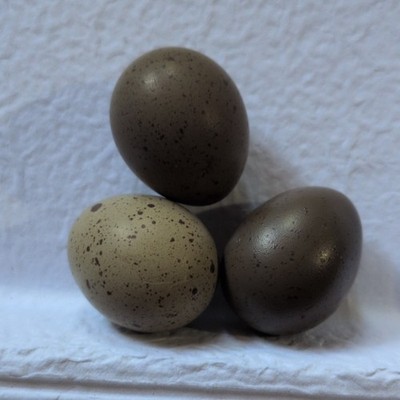 3 Button Quail Hatching Eggs - Rare Silver Painted & Tuxedo Genetics - Fertile