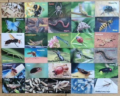 Memory Card Game Insekten Käfer für Kinder & Erwachsene 30 Sets / 60 Karten Matching Game