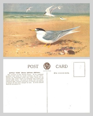Alte Postkarte - Kleine Seeschwalbe Vogel Illustration von Roland Green UNBESPIELT