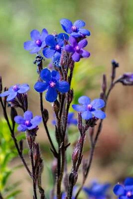 SEEDVILLE USA 100 BLUE ANGEL ANCHUSA (Summer Forget Me Not) Anchusa Carpensis Flower Seeds
