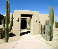 10 SAGUARO GIANT CACTUS SEEDS (Carnegiea gigantea) "Tree like Cacti" Hardy-8