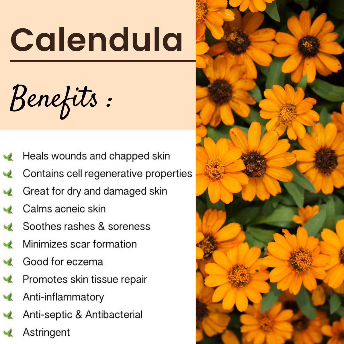 Calendula 100 Pure Essential Oil Natural Therapeutic Grade Resists