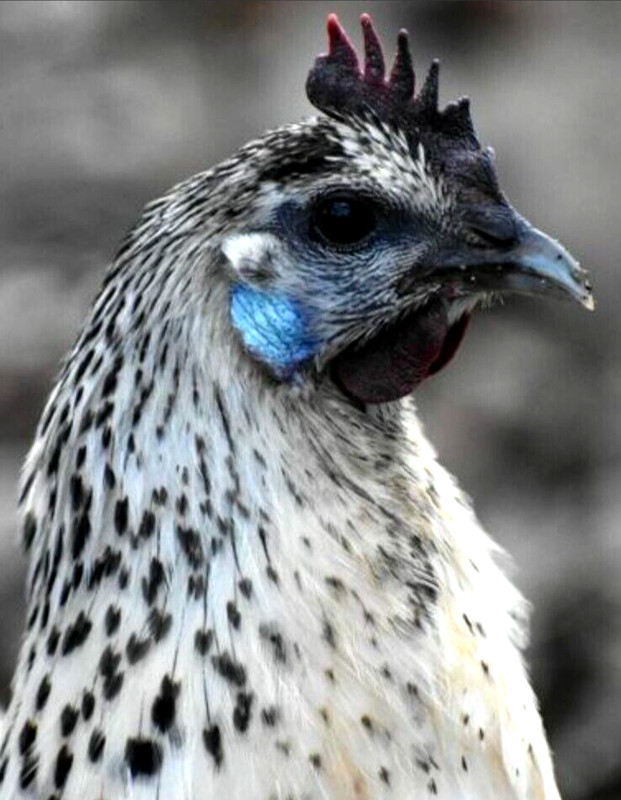 12 NPIP/AI Clean RARE! MOSAIC Chicken Hatching Eggs SHOW QUALITY GRADE A+++