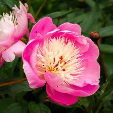 Peony (Paeonia) Bowl of Beauty 1 Bare Root 1/2 Eye Hardy Perennial Flower By T&M