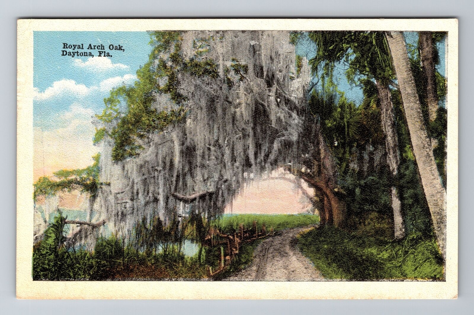 Vintage Daytona Florida Royal Arch Oak Tree Spanish Moss Souvenir Postcard