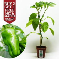 Padron Tapas Snack Chilli Pepper Potted XXL Plug Plant 20-25cm