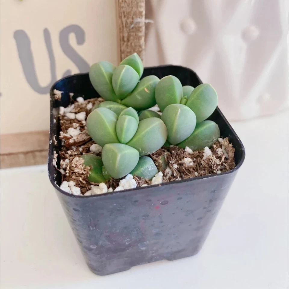 1 Live Crassula Pyramidalis – 2 Inch Pot – Stacked Geometric Succulent Plant - Image 3 of 4