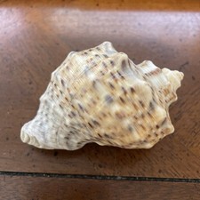 1Pc Hermit Crab Changing Shell XL 1.5-2  Opening Decor Turbo 3-4  Ttl