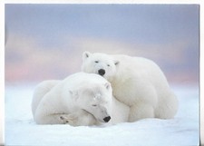 VTG CHRISTMAS GREETING CARD 7X5 Two White Polar Bears Snuggling in the Snow