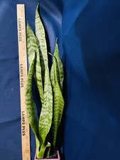 Sansevieria Trifasciata Snake Plant Mother-In-Law Tongue Rooted Mature LivePlant