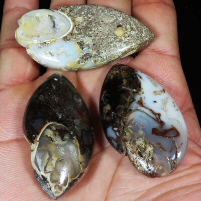 331.10 Cts 100% Natural Fossil Snail Druzy Cabochon 3 Pcs Loose Gemstone KY490