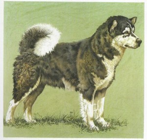 Alaskan Malamute - CUSTOM MATTED - 1976 Vintage Dog Art Print - Cozzaglio 