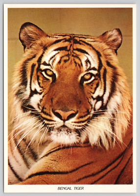 Postcard Bengal Tiger Me's Zoo Parker City Indiana Panthera tigris tigris