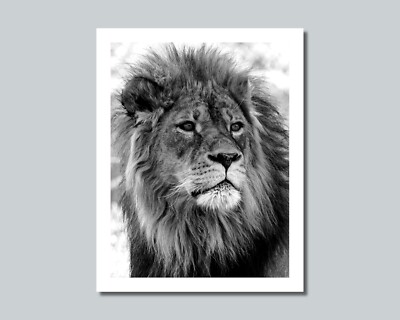 LION Photo Picture AFRICA SAVANNA KING 8x10 11x14 16x20 w/Framed Option (W5)