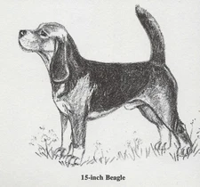 Beagle "15 Inch" - CUSTOM MATTED - 1962 Vintage Dog Art Print - Cook