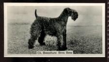Tobacco Card, John Sinclair, CHAMPION DOGS, A Series,1938,Kerry Blue Terrier,#32