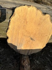 Baumscheibe, Holzscheibe, massiv, ca. 80/70/5cm, Weißbuche