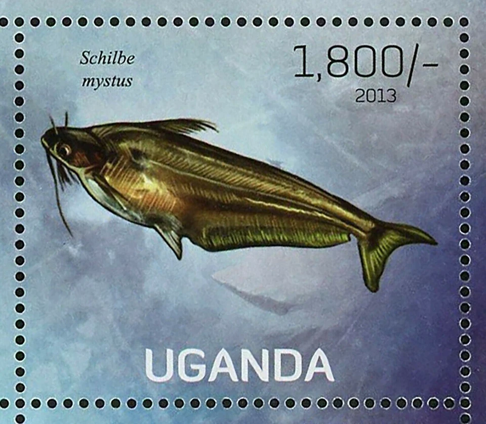 Fish Stamp Thunnus Maccoyii Schilbe Mystus Oxynotus Centrina S/S MNH #3020-3023 - Image 4 of 4