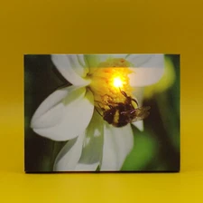 Bee Canvas LED Plaque 8"x6"x1" New Shelfsitter or Hang Midwest-CBK