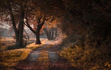 Landscape nature road fall trees leaves shrubs grass Custom Gaming Mat Desk