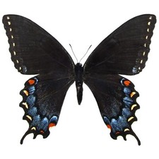 Papilio glaucus BLACK FORM FEMALE swallowtail butterfly Indiana UNMOUNTED