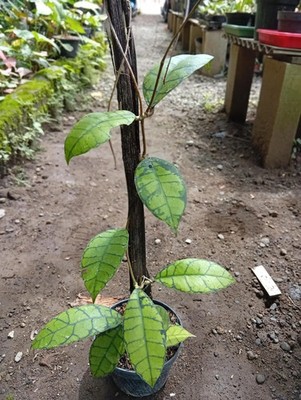 Real Picture Hoya Callistophylla Emerald Green Rare Plant