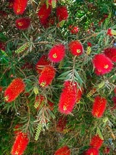 40 CRIMSON BOTTLEBRUSH Callistemon Citrinus Flowering Shrub Bush Small Tree Seed